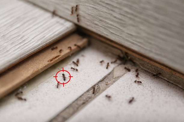 Best Commercial Pest Control Services  in Pine Mountain Clu, CA
