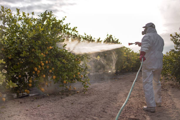 Best Residential Pest Control  in Pine Mountain Clu, CA