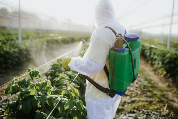Best Flea Control Services  in Pine Mountain Clu, CA